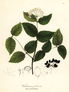 Karvainen viburnum, viburnum pubescens tekijältä Endicott Endicott