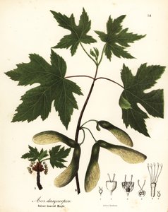 Hopeavaahtera, Acer saccharinum (hopealehtinen vaahtera, Acer dasycarpum)