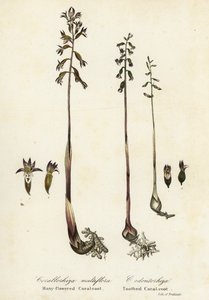 Täpläkorallijuuri, Corallorhiza maculata ja syksyinen korallijuuri, Corallorhiza odontorhiza (Monikukkainen korallijuuri, Corallorhiza multiflora ja hammaskorallijuuri, C tekijältä Endicott Endicott