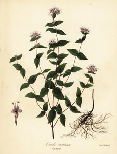 Kiviminttu, pakkasminttu, dittany ja amerikkalainen dittany, Cunila origanoides (Cunila mariana) tekijältä Endicott Endicott