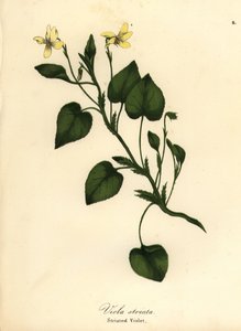 Raidallinen kermanvioletti, kermainen violetti tai juovavioletti, Viola striata tekijältä Endicott Endicott