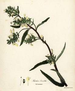 Korkea täi- tai suotäiheinä, Pedicularis lanceolata tekijältä Endicott Endicott