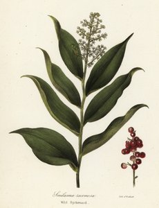 Treacleberry, Maianthemum racemosum (Wild Spikenard, Smilacina racemosa) tekijältä Endicott Endicott