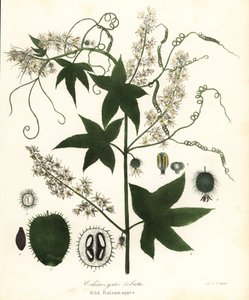 Villikurkku, piikkurkku, kurkkukurkku tai villi balsamiomena, Echinocystis lobata
