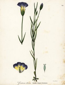 Tuulimyllyn hapsuinen gentian, Gentianopsis detonsa (Pienihapsuinen gentiana, Gentiana detonsa) tekijältä Endicott Endicott