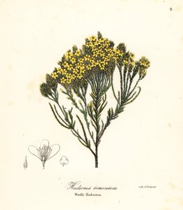 Villainen rantakanerva, rantakanerva, hiekkakanerva tai villainen hudsonia, Hudsonia tomentosa tekijältä Endicott Endicott