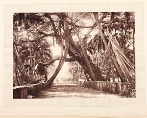 Banyan-puu, Java tekijältä English Photographer