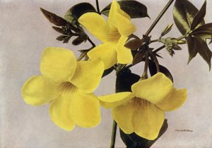 Allamanda Schottii Hendersonii (värikuva) tekijältä English Photographer