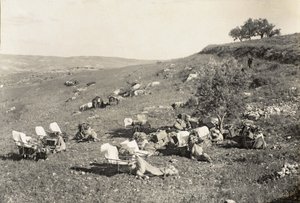 Ambulanssikamelit, n. 1916-1919 (mv/w kuva) tekijältä English Photographer