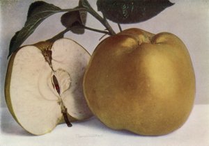 Apple, Lord Derby (värikuva) tekijältä English Photographer