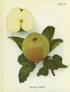 Englannin omenat: Arthur Turner (värikuva) tekijältä English Photographer