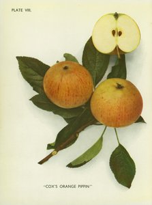 Englannin omenat: Cox