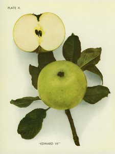 Englannin omenat: VII (värikuva) tekijältä English Photographer