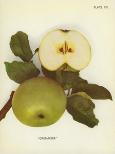 Englannin omenat: Grenadier (värikuva) tekijältä English Photographer