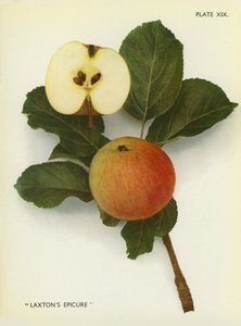 Englannin omenat: Laxton