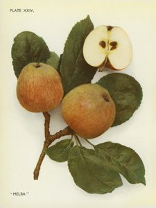 Englannin omenat: Melba (värikuva) tekijältä English Photographer