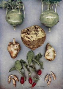 Artisokka, Kohl-Rabi, juuriselleri ja retiisi (värikuva) tekijältä English Photographer