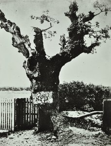 Brockley Lane: Old Oak, Lontoo, 1890 tekijältä English Photographer