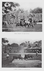 Härkätaistelu Kelantanissa (m/w kuva) tekijältä English Photographer
