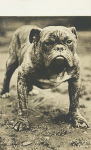 Bullterrieri (s/w-kuva) tekijältä English Photographer
