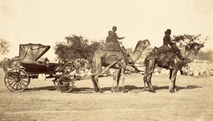 Kamelivaunu, n. 1860 (syväpaino) tekijältä English Photographer