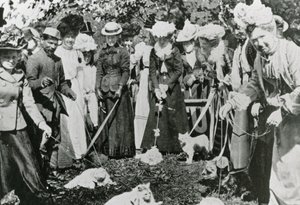 Kissanäyttely Royal Botanic Gardensissa, Westminster, vuonna 1900 tekijältä English Photographer