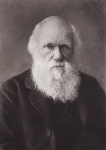 Charles Darwin, retrat, c 1880 (foto b/n)finès tekijältä English Photographer