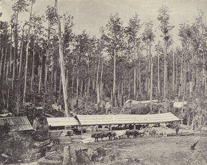 Childersin saha, Gippsland tekijältä English Photographer