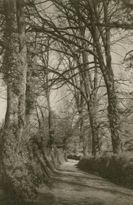 Cockington Lane, Devonshire, lähellä Torquayta tekijältä English Photographer