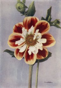 Collerette Dahlia, Gallia (värikuva) tekijältä English Photographer