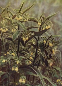 Comfrey (kuva) tekijältä English Photographer
