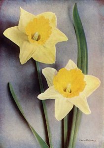 Narsissi (värikuva) tekijältä English Photographer