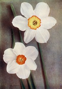 Narsissi (värikuva) tekijältä English Photographer