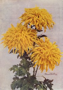 Joulukuu Gold (värikuva) tekijältä English Photographer