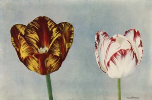 Tohtori Hardy ja rouva Collier (värikuva) tekijältä English Photographer