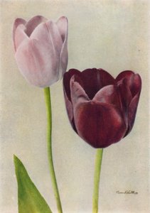 Euterpe ja Frans Hals (värikuva) tekijältä English Photographer