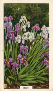 Puutarhakukat: Iris (värillinen kuva) tekijältä English Photographer