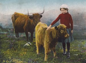 Tyttö silittää vasikkaa (värillinen kuva) tekijältä English Photographer