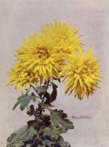 Horace Martin (värikuva) tekijältä English Photographer