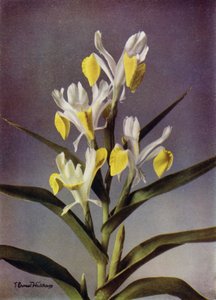 I Bucharica, Tyypillinen Juno Iris (värivalokuva) tekijältä English Photographer