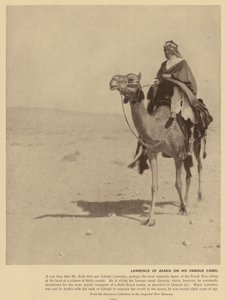 Arabian Lawrence tällä kuuluisalla kamelilla (s/w-kuva). tekijältä English Photographer