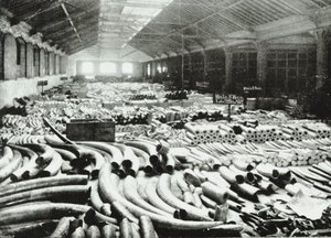 London Docks: norsunluun varasto, 1895 tekijältä English Photographer