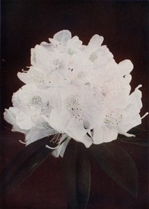 Madame Carvalho (värikuva) tekijältä English Photographer