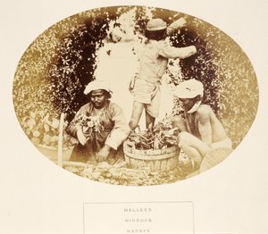 Mallees (Gardens), Hindut, Madras, J. Forbes Watsonin teoksesta The People of India, julkaistu 1868 (albumiprintti) tekijältä English Photographer