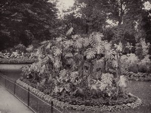 Monstera Deliciosa Battersea Parkissa (s/w kuva) tekijältä English Photographer