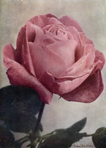 Rouva John Laing (HP) (värikuva) tekijältä English Photographer