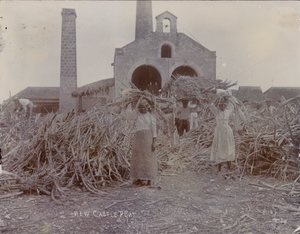 Newcastlen plantaasi, 1880 tekijältä English Photographer