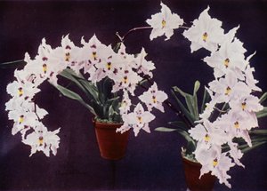 Odontoglossum Crispum (värikuva) tekijältä English Photographer