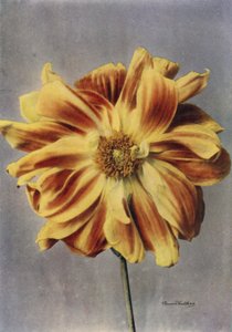 Paeony-kukkainen Dahlia, Geisha (värikuva) tekijältä English Photographer