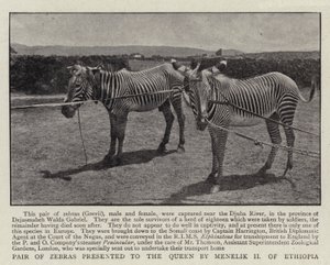 Etiopian Menelik II esitteli kuningattarelle seepraparin tekijältä English Photographer